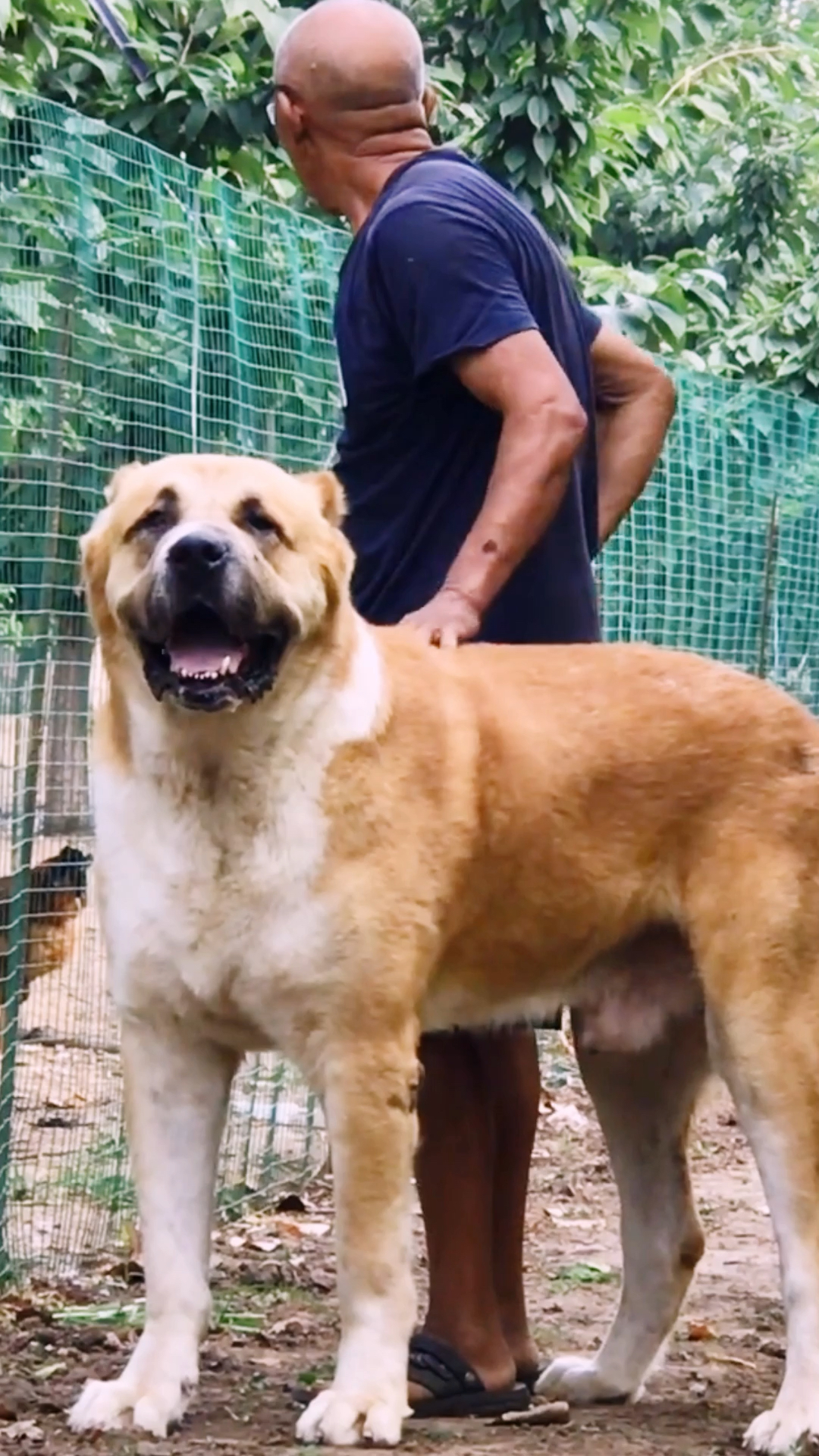 中亚牧羊犬