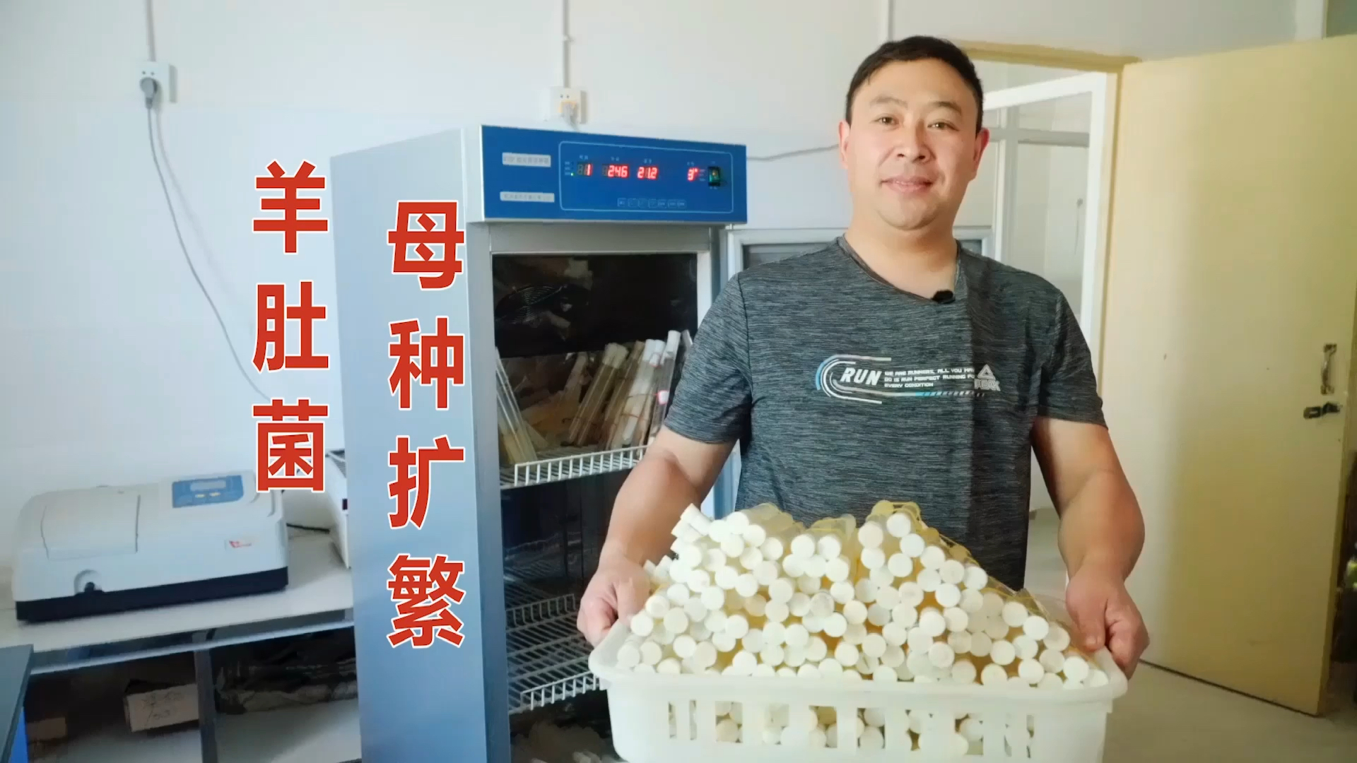 羊肚菌羊肚菌母种扩繁原种技术操作全过程一看就会