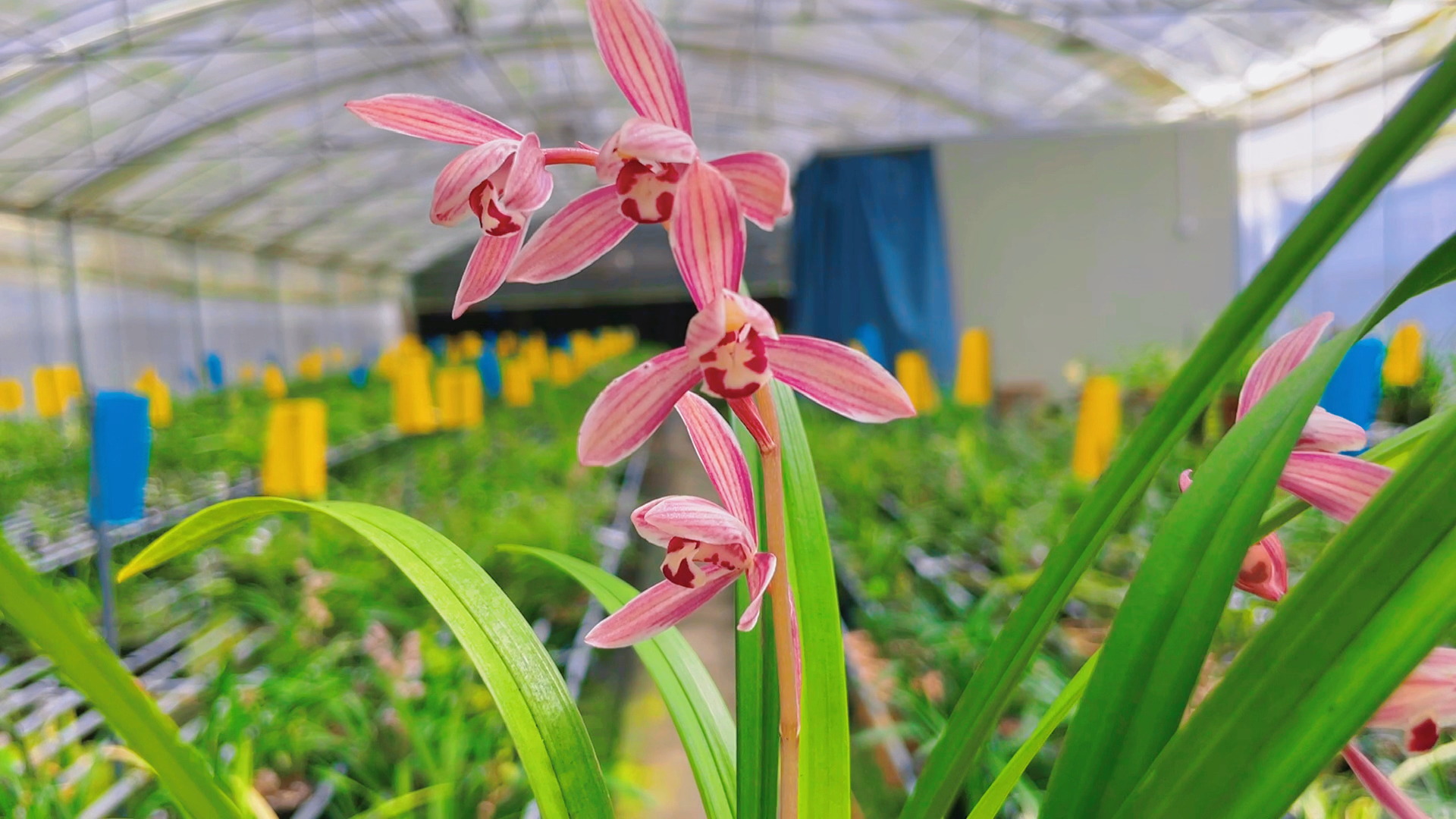 兰花#建兰《紫薰上仙》好美