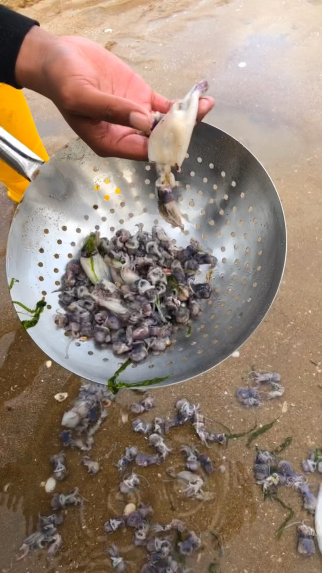 赶海户外前几天刮大风海边潮上好多的墨鱼仔太多了有没有一起来捉的