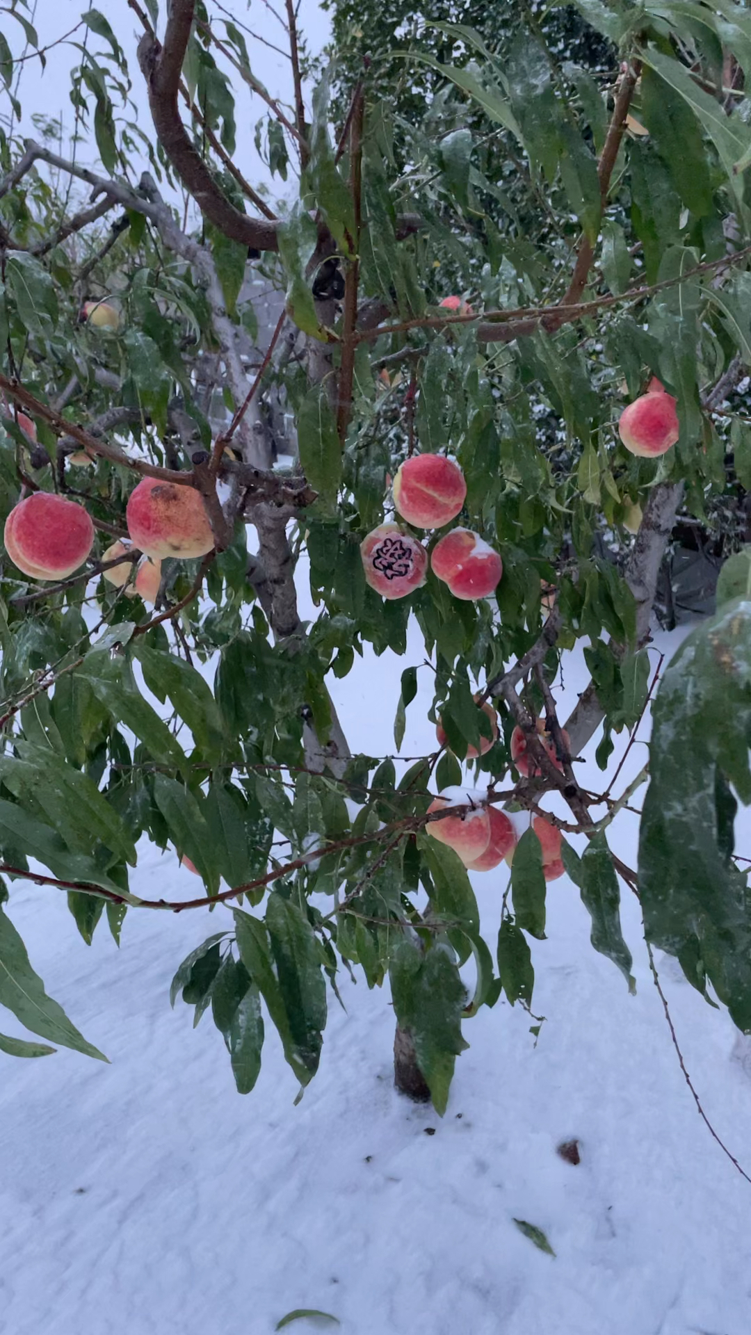 雪中的雪桃一年中最晚成熟的桃子11月刚成熟采摘到元旦春节