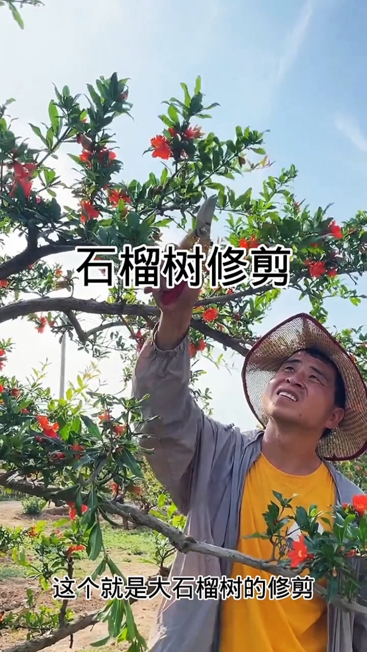 大石榴樹修剪一般都是先剪骨架枝修理樹型.在剪小的結果枝-度小視