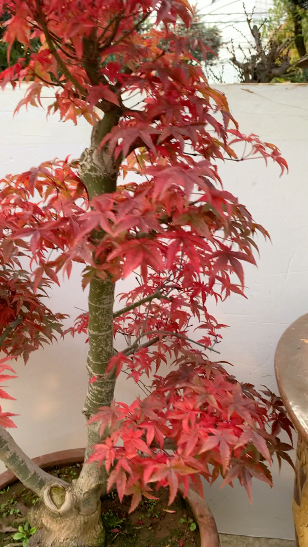 原生红舞姬红枫