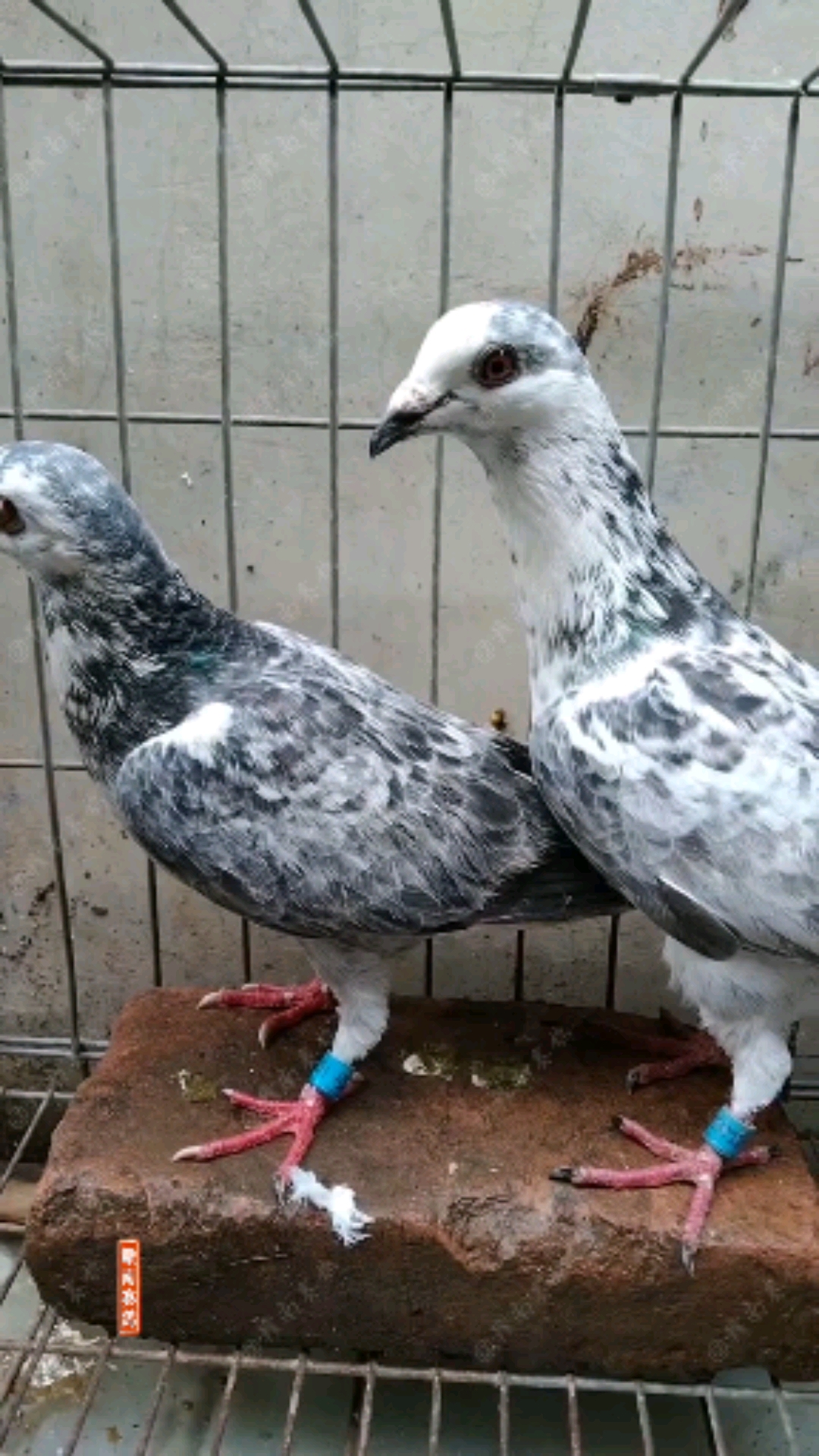 鸽子#麒麟花信鸽,赛鸽,种鸽,这种鸽子是什么血统呢?