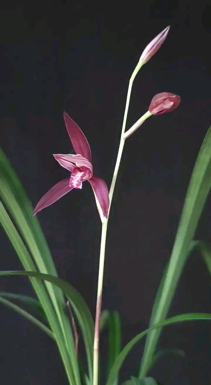 传播兰文化#建兰紫云