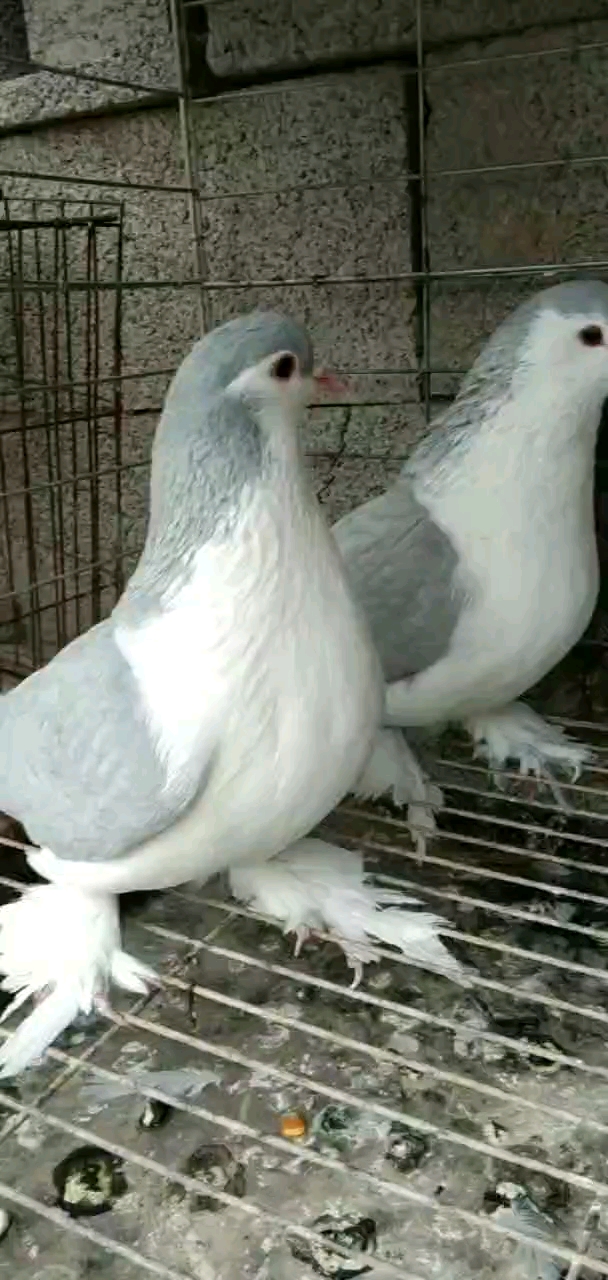 记录我的农村生活#鸽子观赏鸽蓝拉合尔-度小视