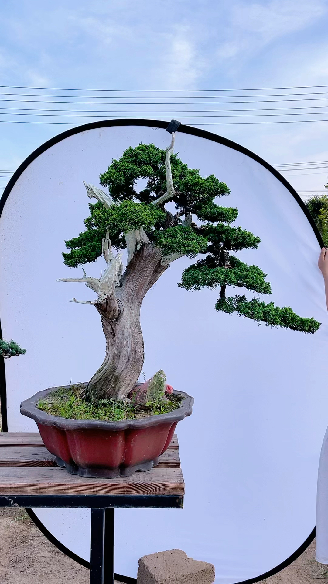 文人济州真柏盆景