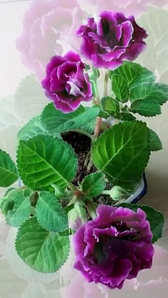 芙蓉花的养殖方法