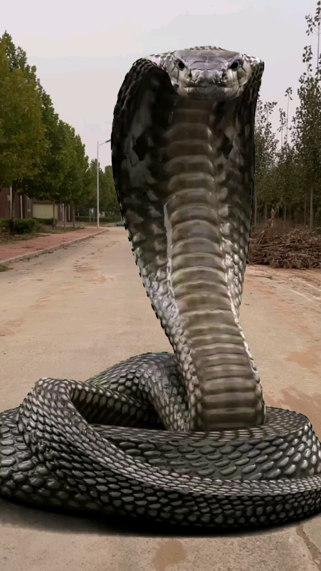 五毛特效#大蛇拦路