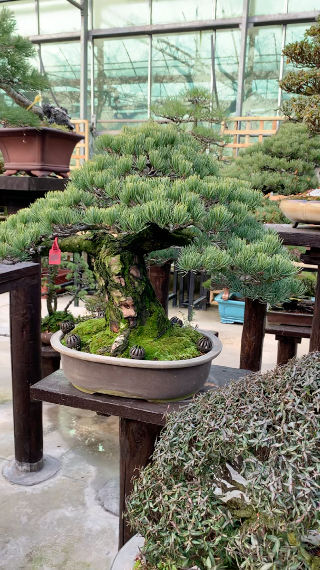 精品大阪松盆景