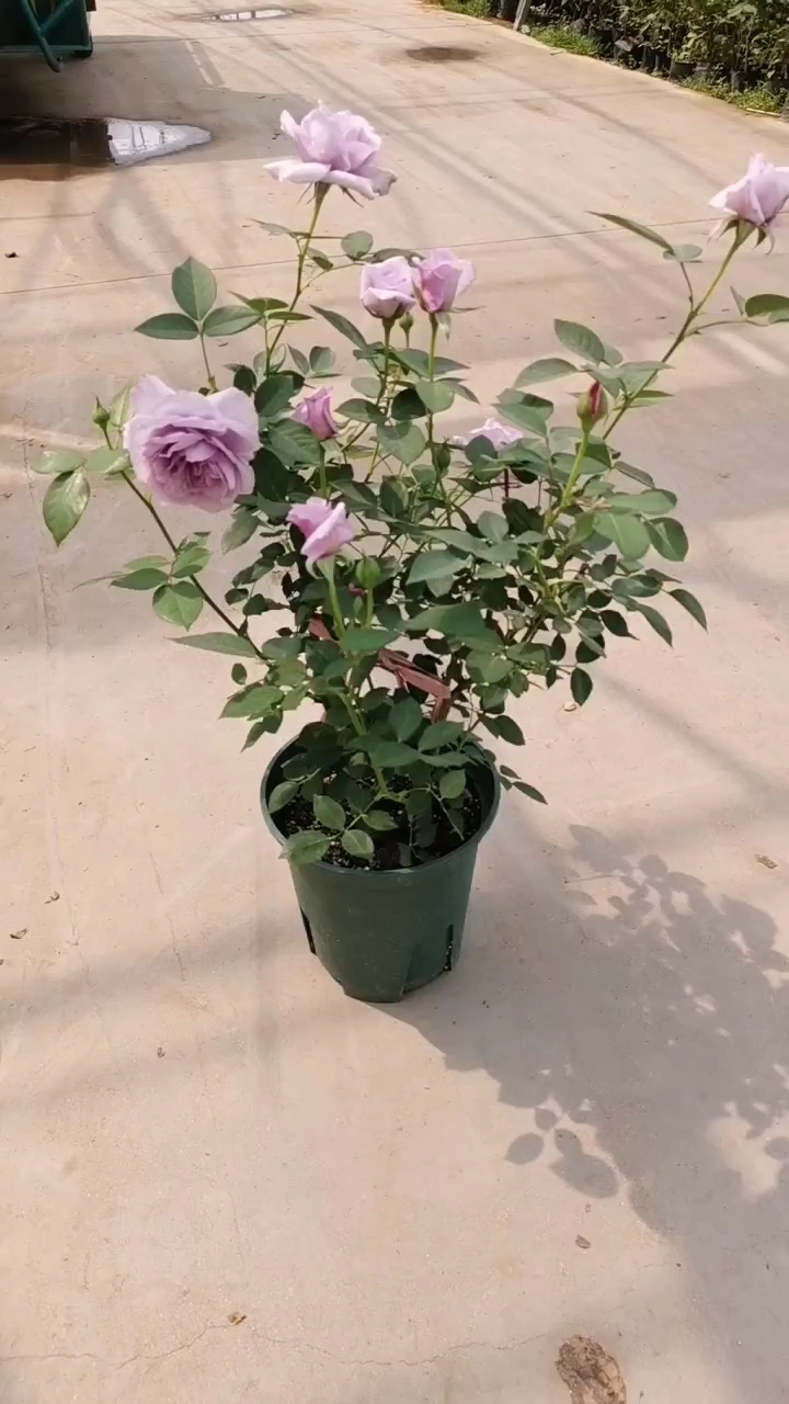 灌木欧月蓝色风暴花苞爆满浓香型花卉