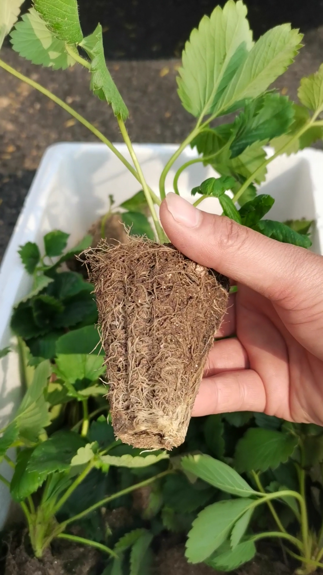 脱毒穴盘草莓苗#章姬草莓苗,穴盘基质育苗.