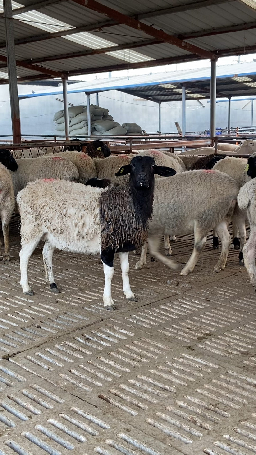 乡村生活#黑头杜泊绵羊头胎怀孕两三个月母羊-度小视