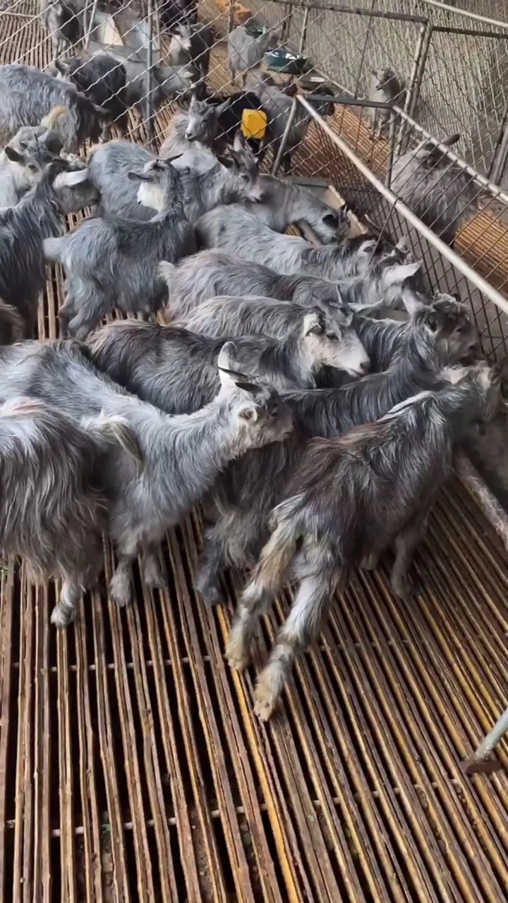 长不大,繁殖快,鲁西南青山羊