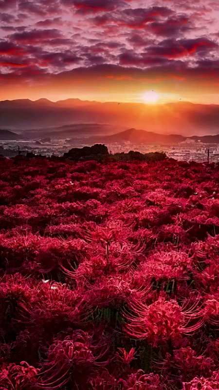 唯美意境#彼岸花又名曼珠沙华,它的花语是:"见花不见叶,花叶永不霞