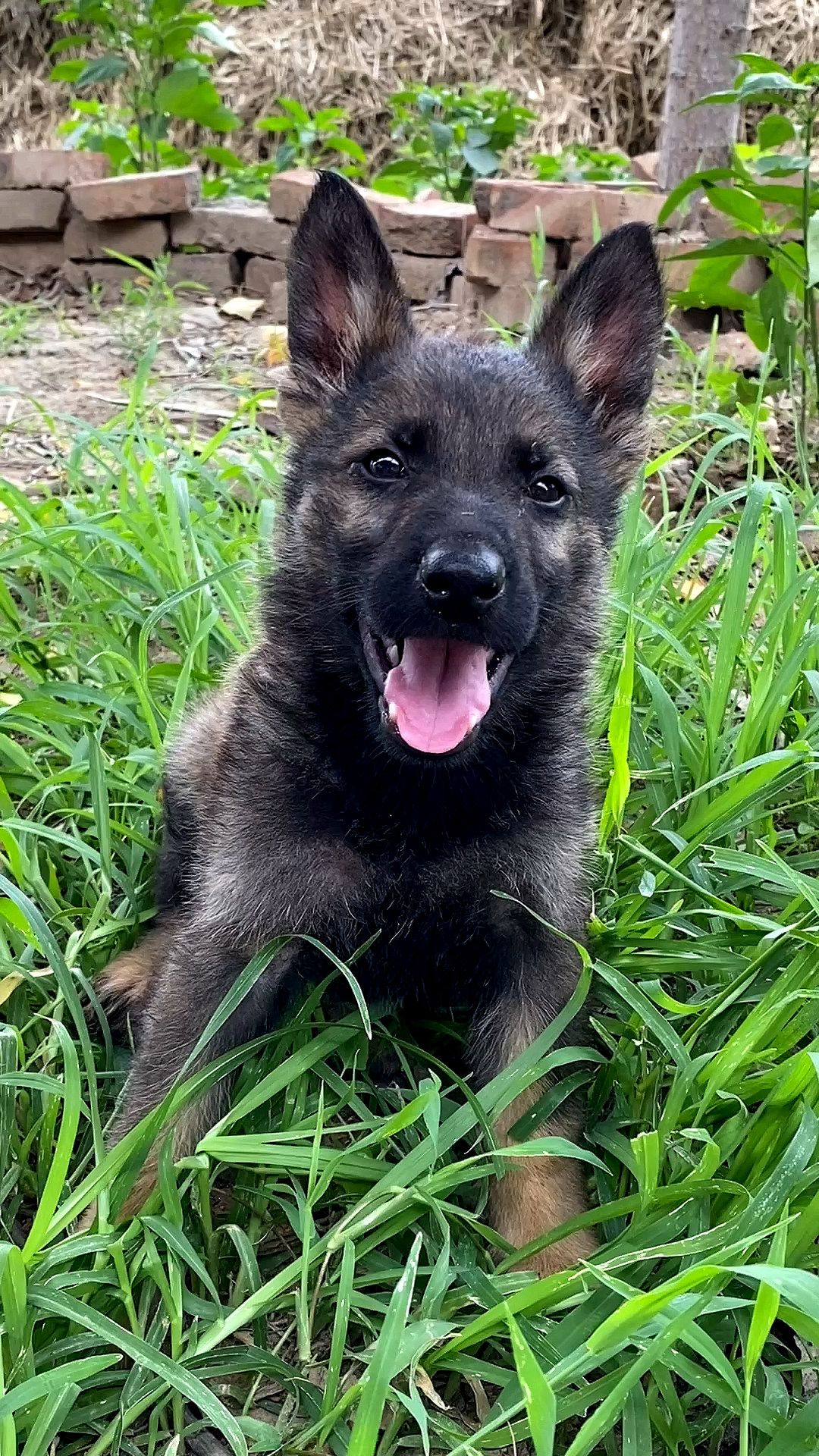 两个月狼灰色东德没有良好的血统能长这样吗