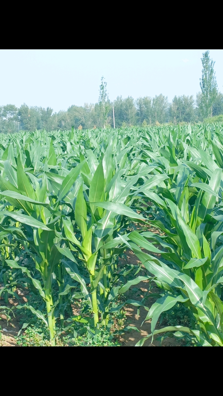 乡村生活#看着这玉米地这也是农民一年的成果