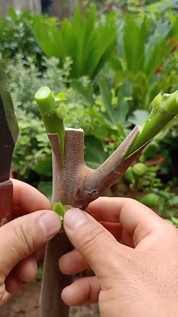 嫁接技术#插皮接和芽接血红无花果过程,学会一生受用