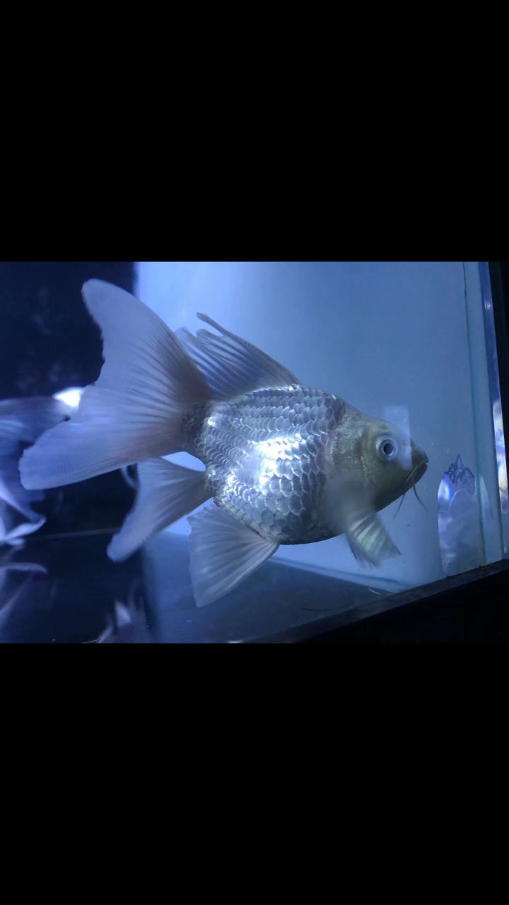 精品球蝴蝶鲤,品质自己品