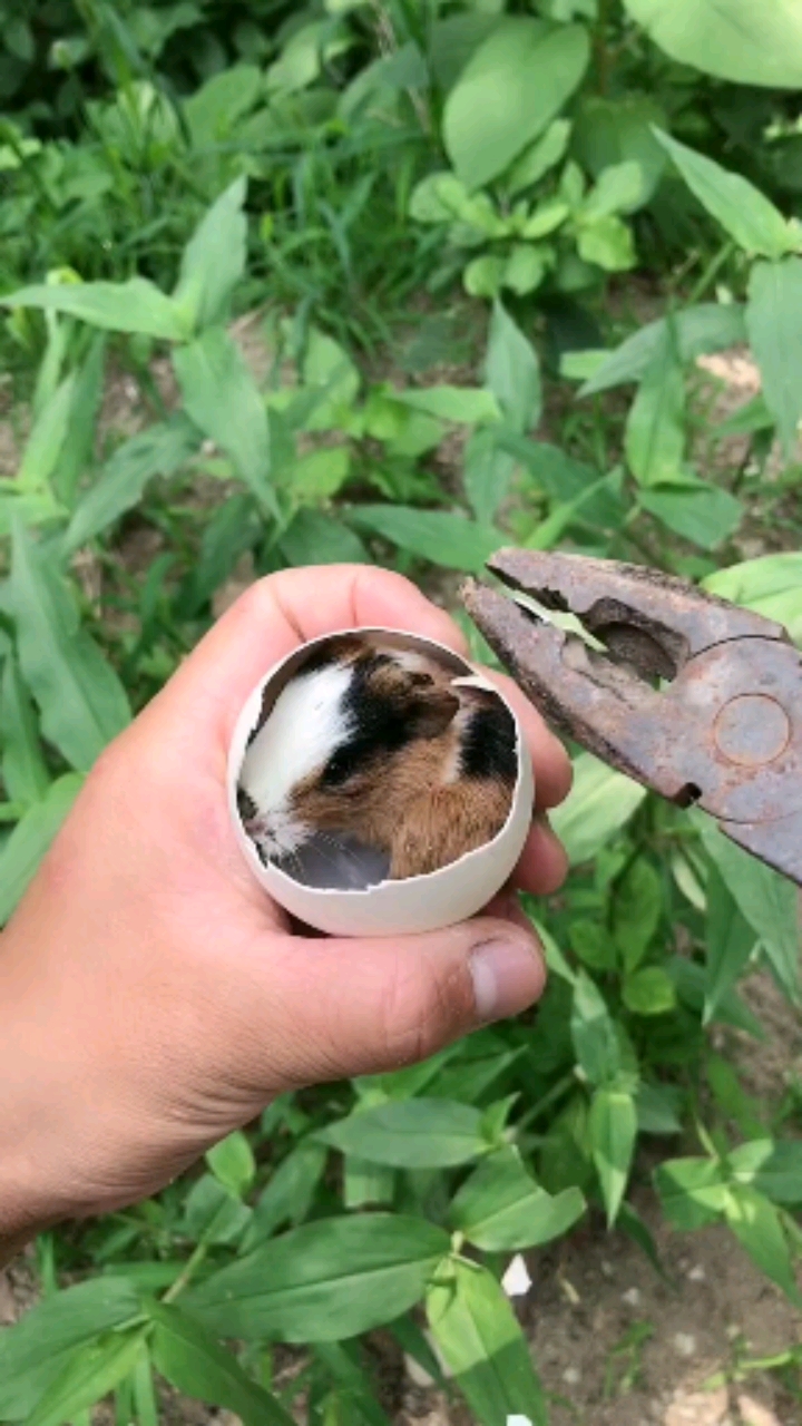 爱偷吃蛋的老鼠