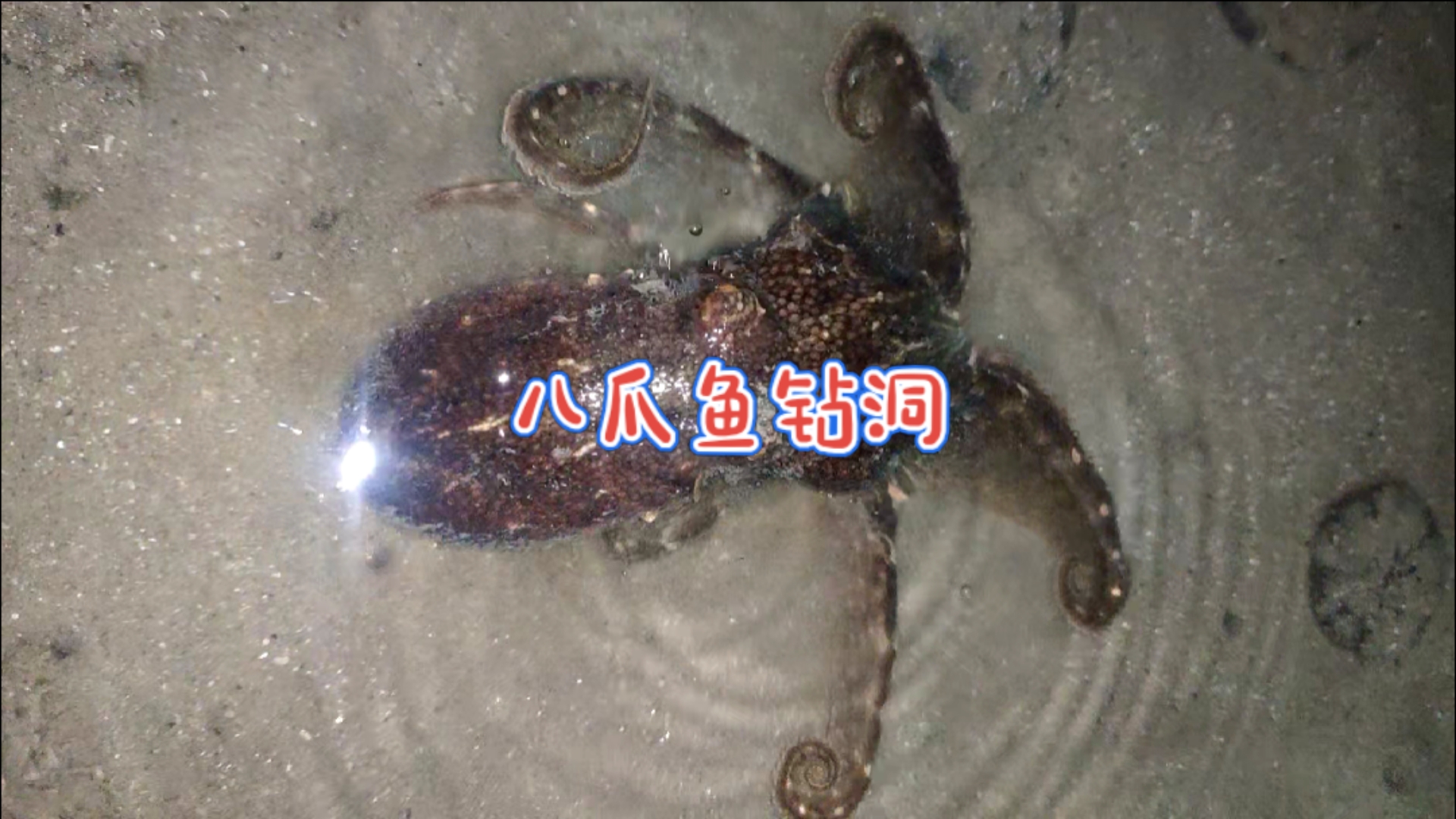 八爪鱼#八爪鱼钻洞