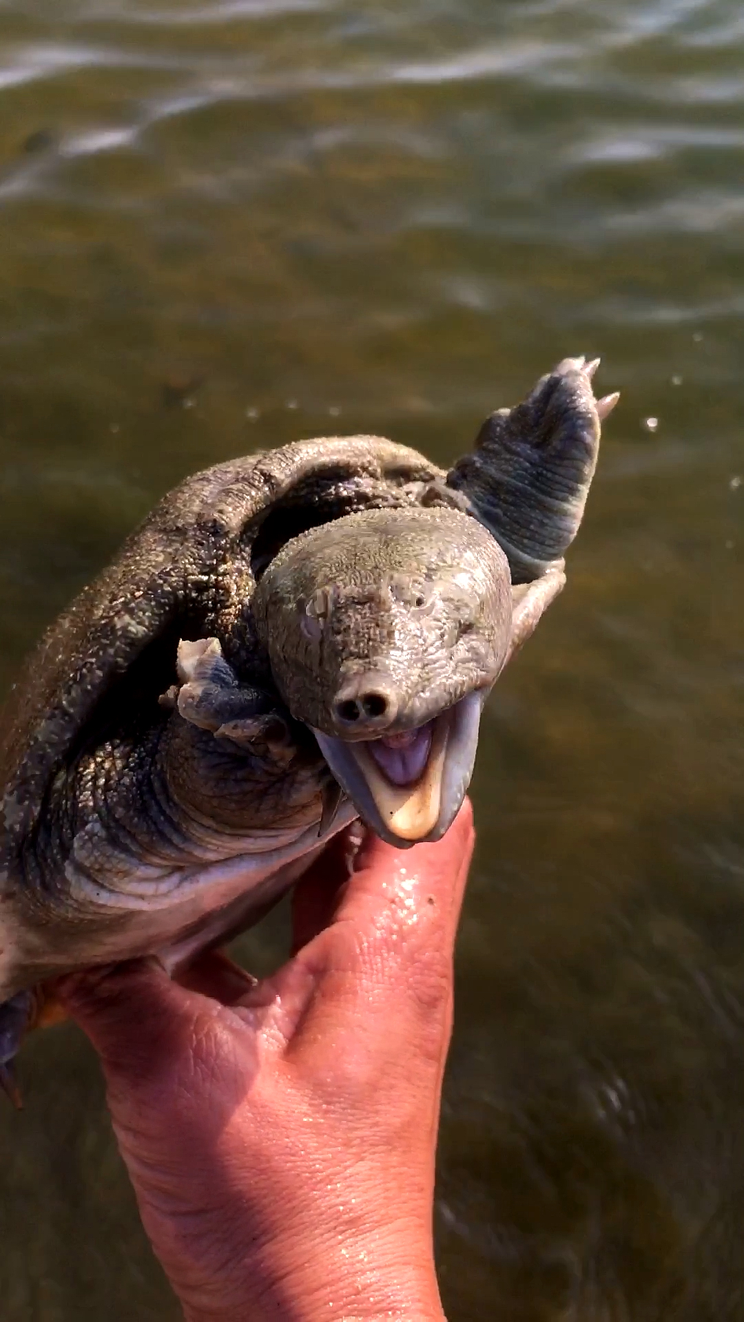 良弟抓甲鱼:直接从水扣出来-度小视