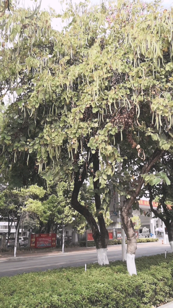 美食看中国#荷兰豆长树上了