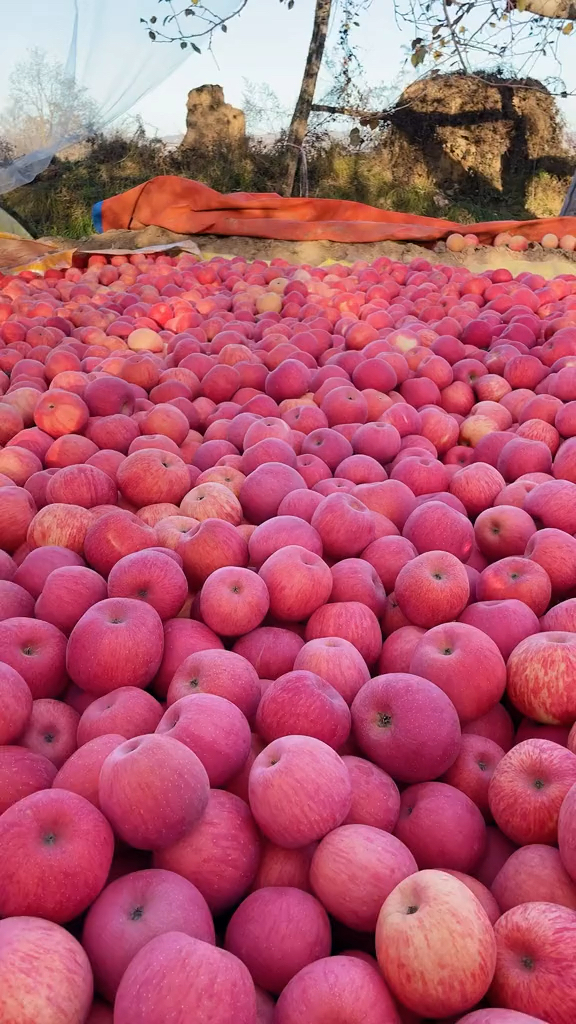红富士苹果熟了脆甜多汁!产地现摘现发!