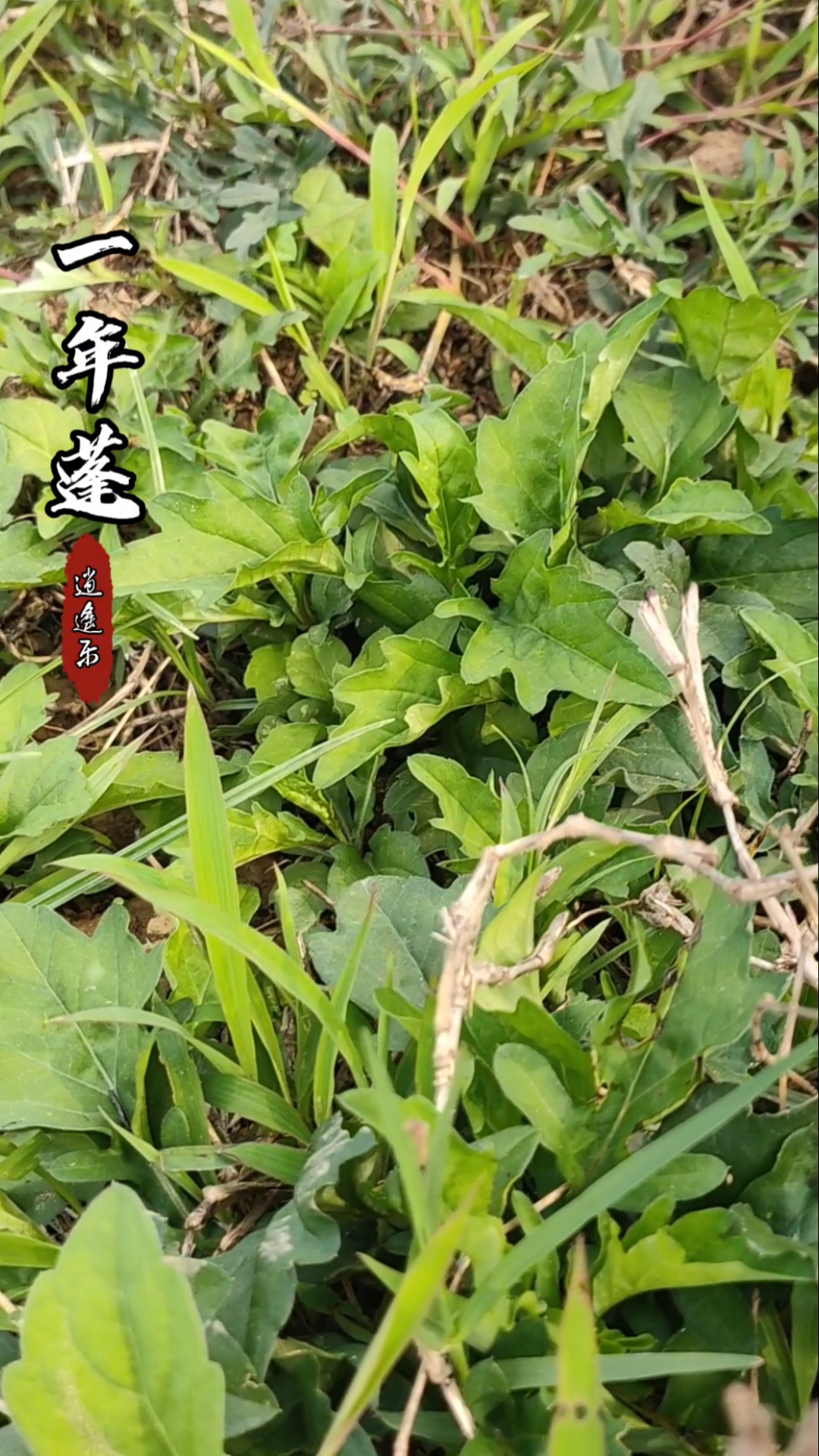 认识中草药#百草中药之一年蓬,菊科属植物,双子叶植物纲,春季采收,全