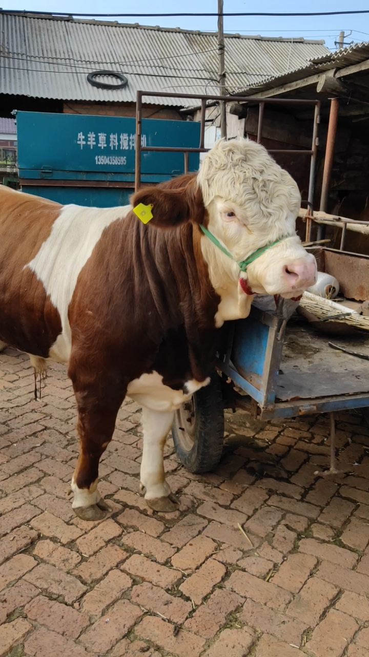 西门塔尔种公牛