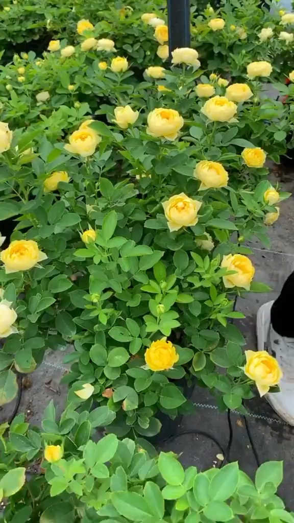 欧月金丝雀花苞特别多