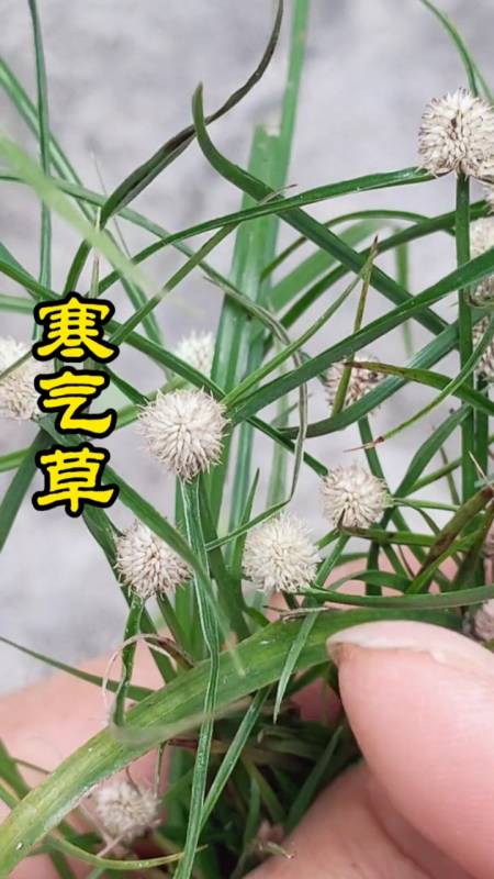 植物寒气草,又称作龙吐珠-全民小视频