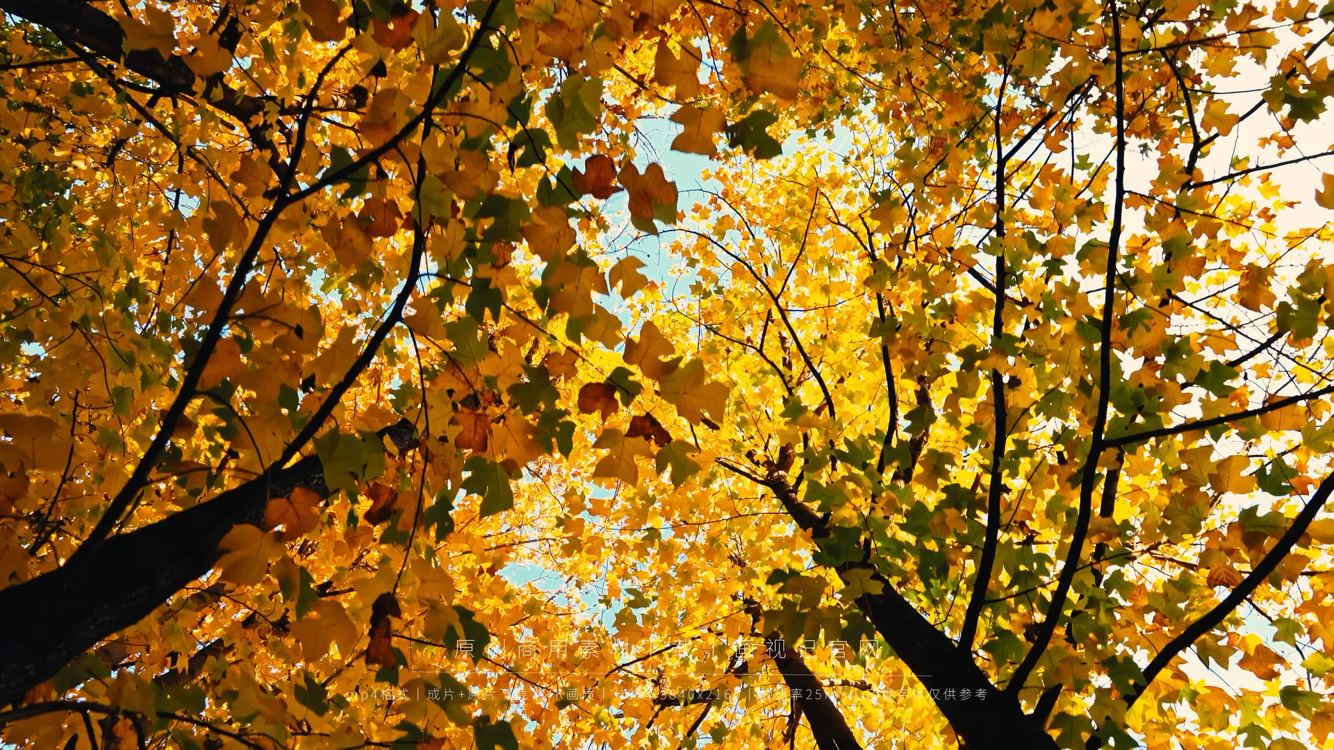 视频素材#秋天金黄色的落叶随风飞舞