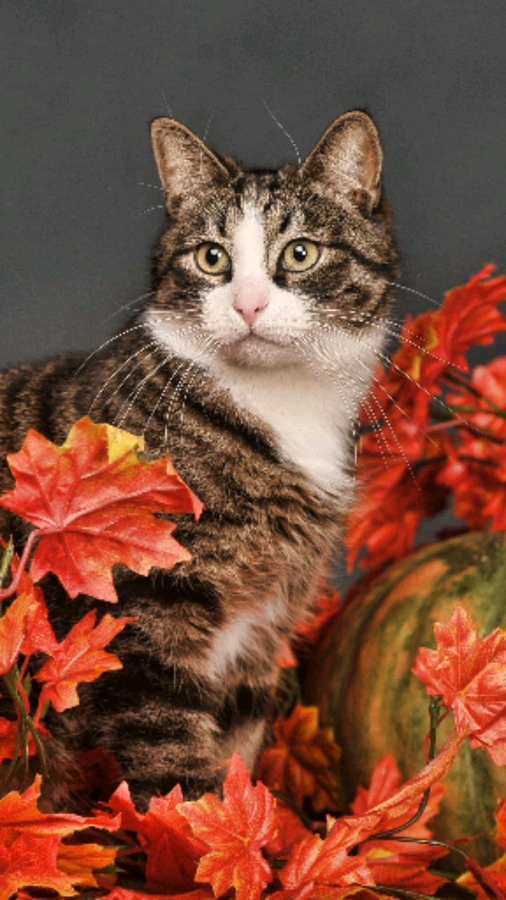 小花猫,喵,喵喵,叫