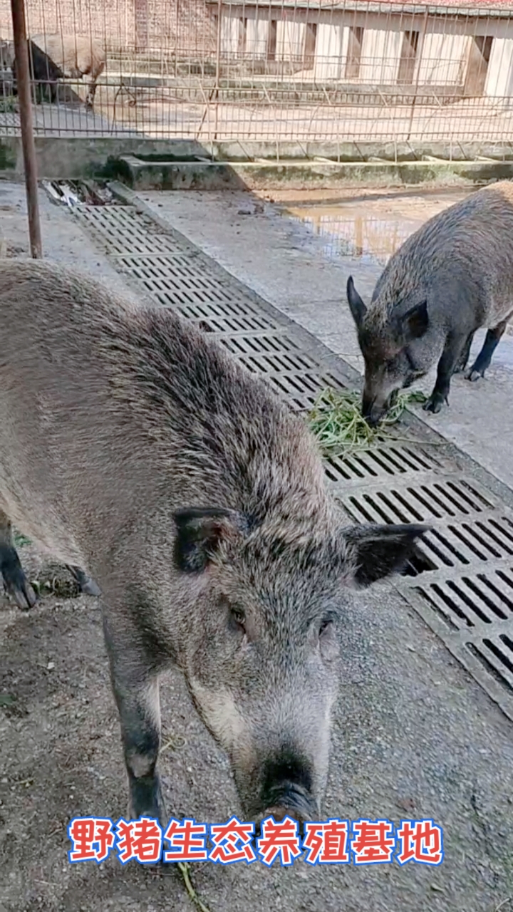 四川野猪苗市场价格是多少?