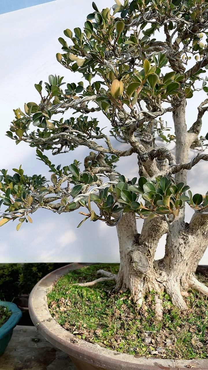 盆景艺术一本多好造型瓜子黄杨盆景家养黄杨喜气洋洋