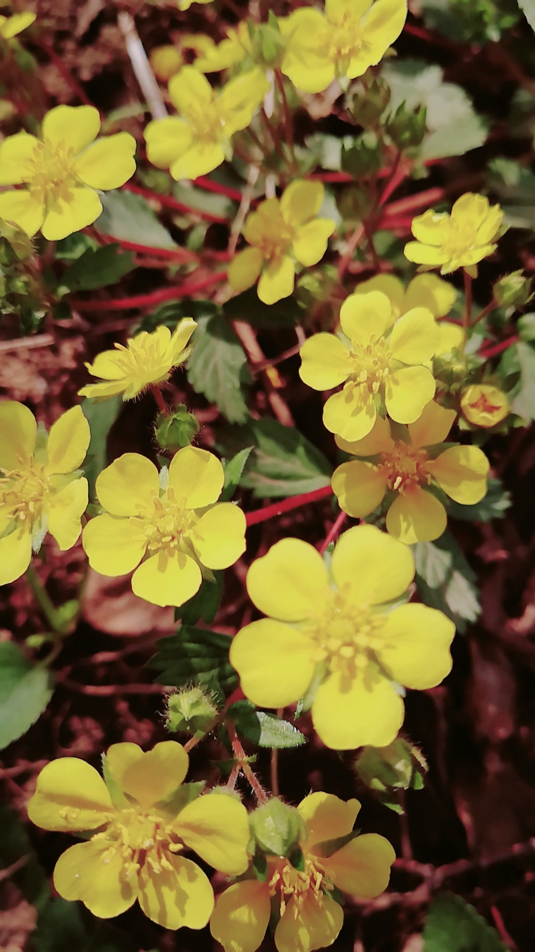家花野花鲜花#黄色的小野花,好美