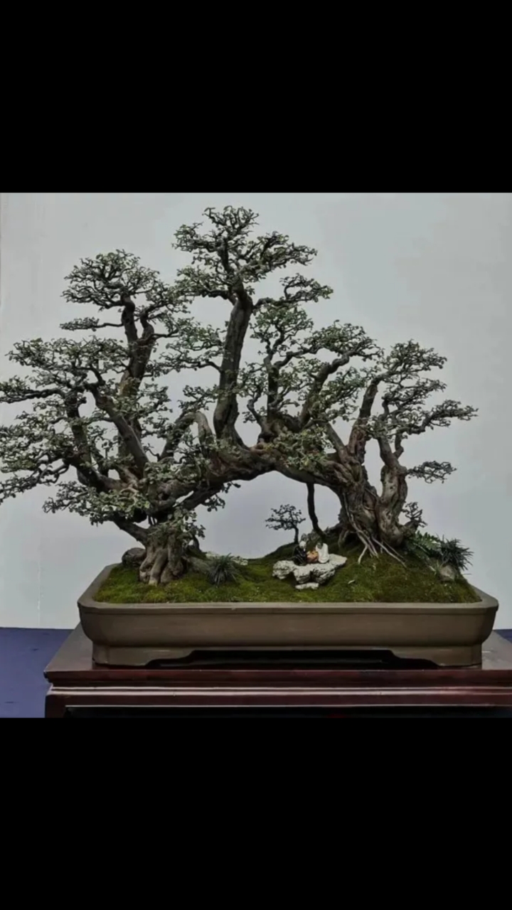 好物推荐#过桥式盆景,真不愧是鬼斧神工!