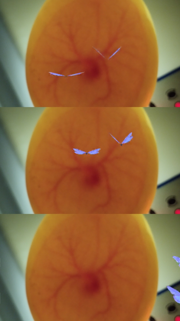 我家萌宠成精了#双黄鹅蛋孵化发育记录,真好看鹅!