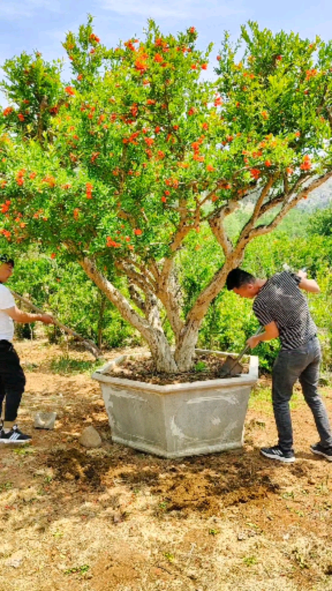 石榴树#大丛生石榴树移栽种植,粗壮旺盛树形漂亮-度小视