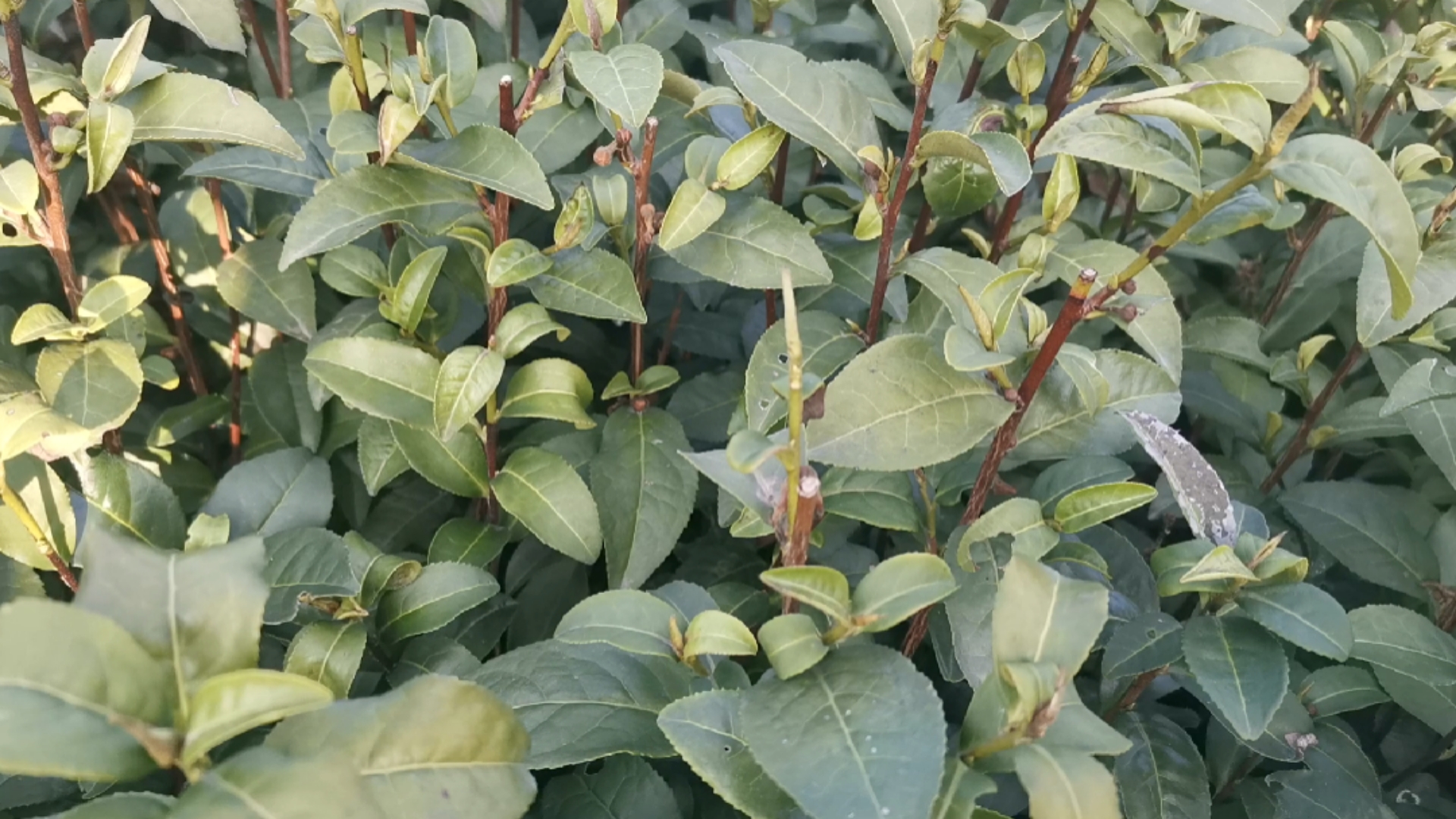 茶苗#金牡丹茶苗,一年生冬插苗,福安卓信农业直销!