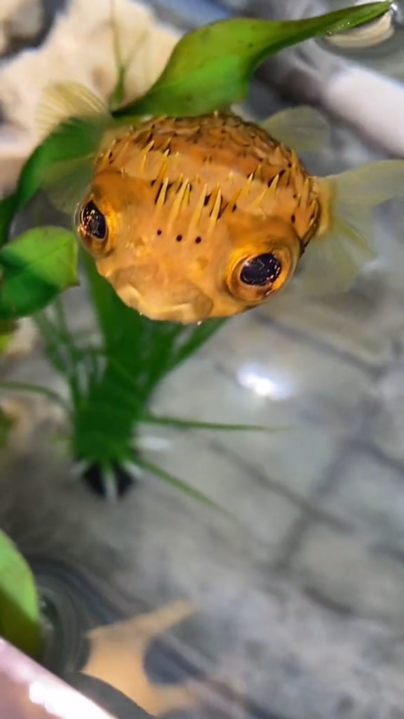 河豚的胃可以吸入水和空气,因而能使腹部膨胀,可以自卫和威吓敌害!