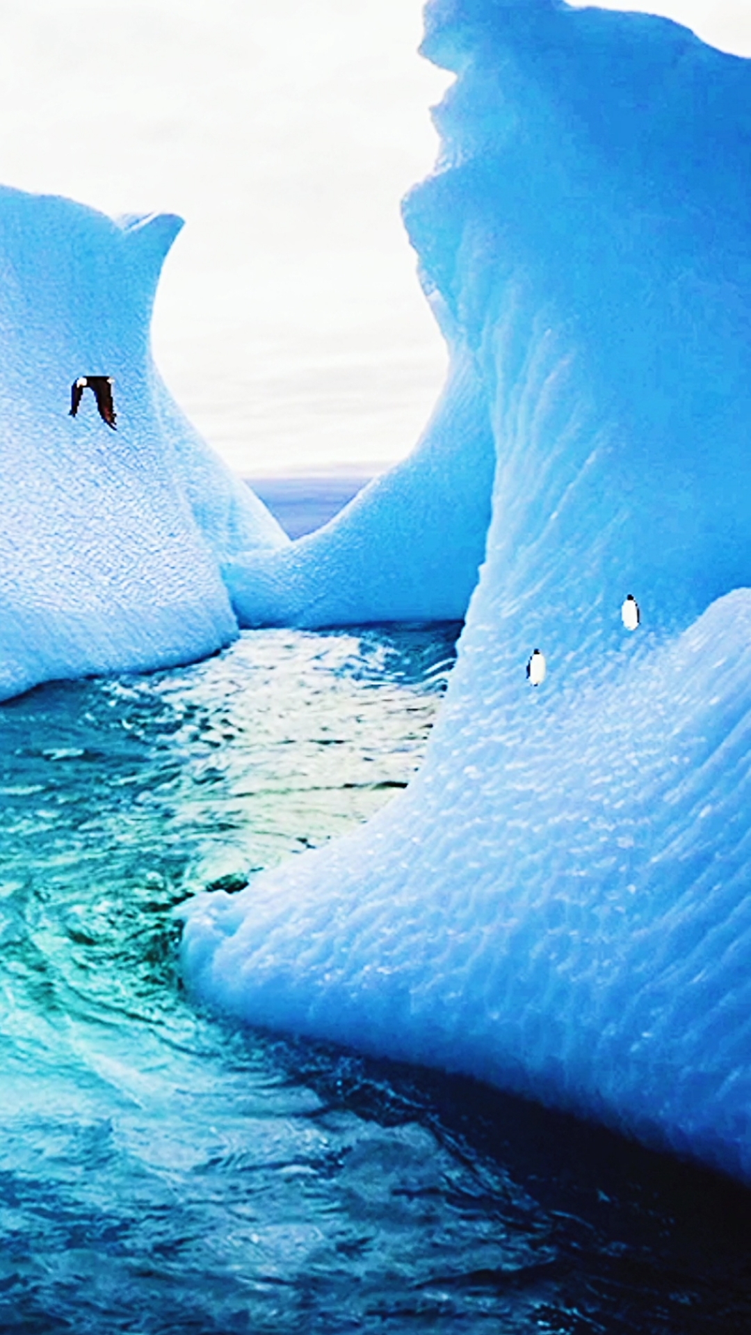 (南极冰川)犹如天仙的衣裳般雪白,给人一种冰冰凉的感觉.