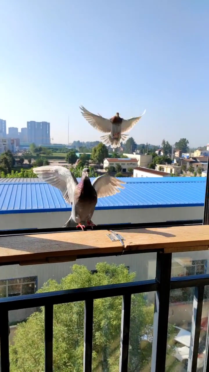 鸽子佳丽#两羽漂亮的砂眼公棚成绩鸽家飞回来了!