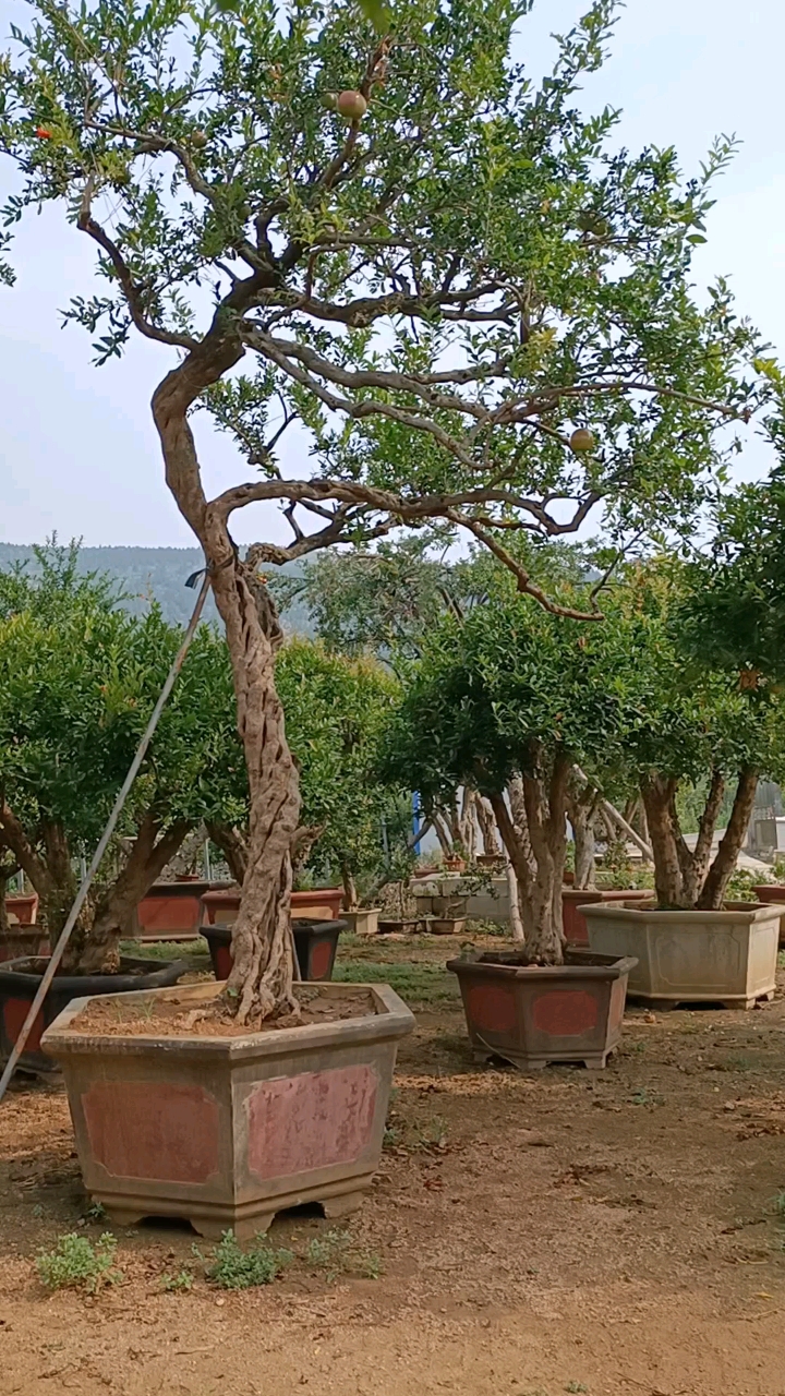 石榴树#庭院阳台的造型石榴树盆景,非常的漂亮的