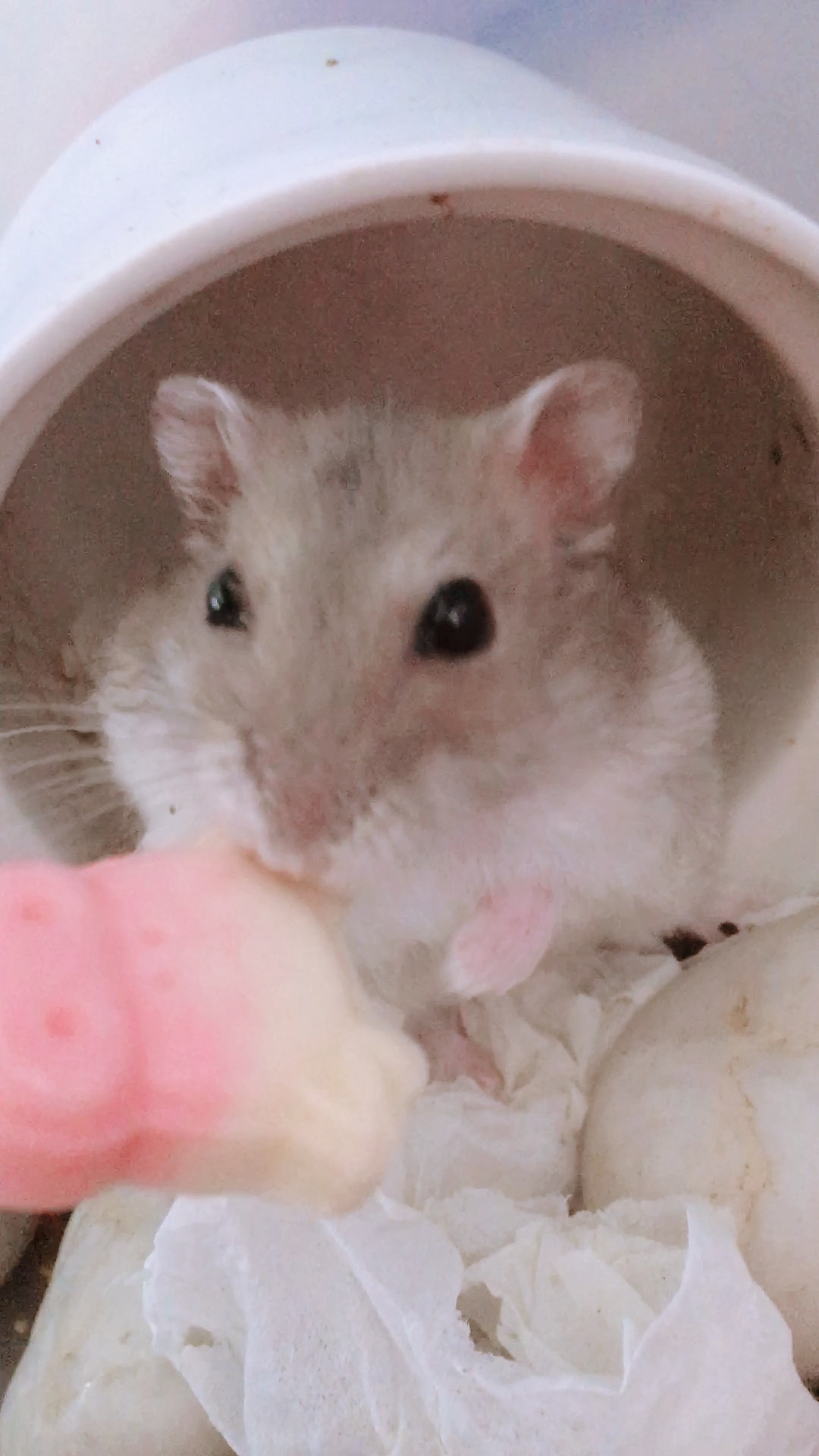 仓鼠#紫仓胖胖:铲屎官说棒棒糖是舔着吃的,不要像某人小时候