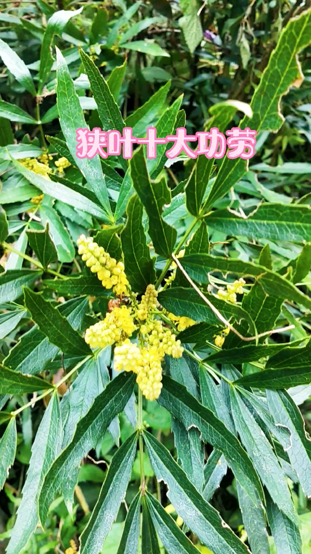 认识中草药狭叶十大功劳别名土黄柏刺黄芩等奇数羽状复叶叶革质无绒毛