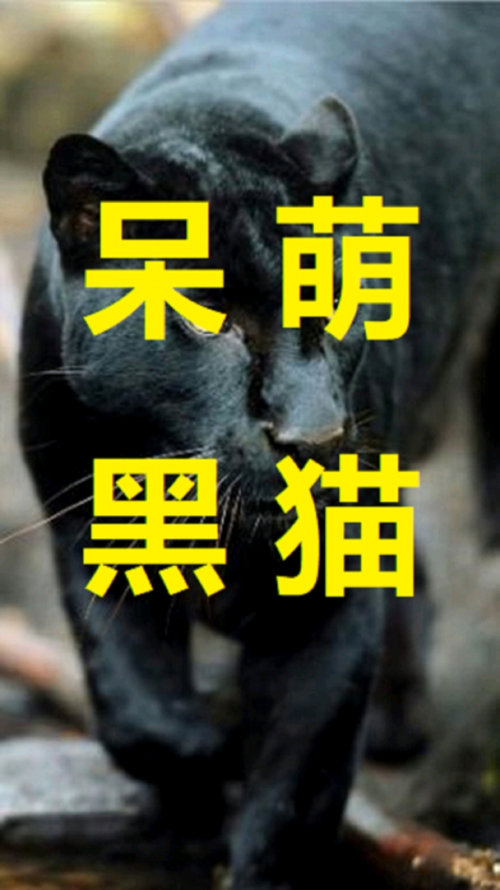 神奇動物在這裡#西伯利亞某動物園的小黑豹露娜,在出生後7天被媽媽