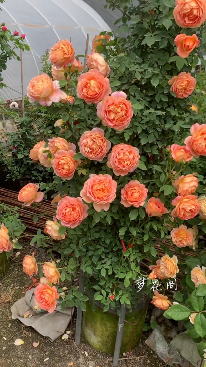 藤本月季夏洛特夫人,花量多,花期长多季循环开花