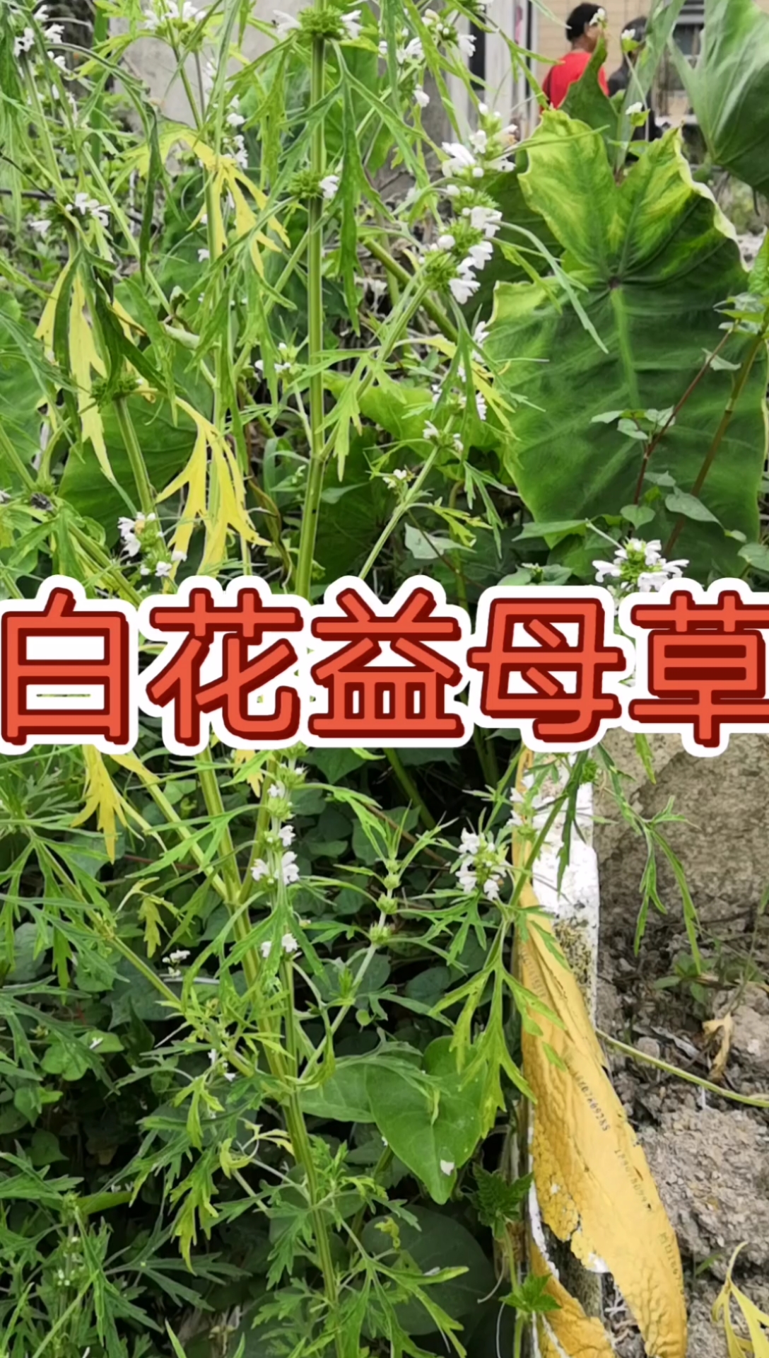寻百草,识百草,白花益母草.